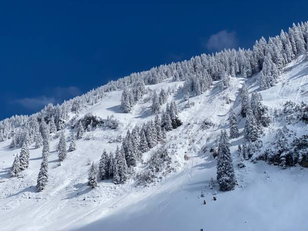 istock Fairytale icy winter atmosphere and snow-covered coniferous trees on mountain Schindlenberg in the Alpstein massif, Nesslau - Obertoggenburg region, Switzerland (Schweiz) 1483762772