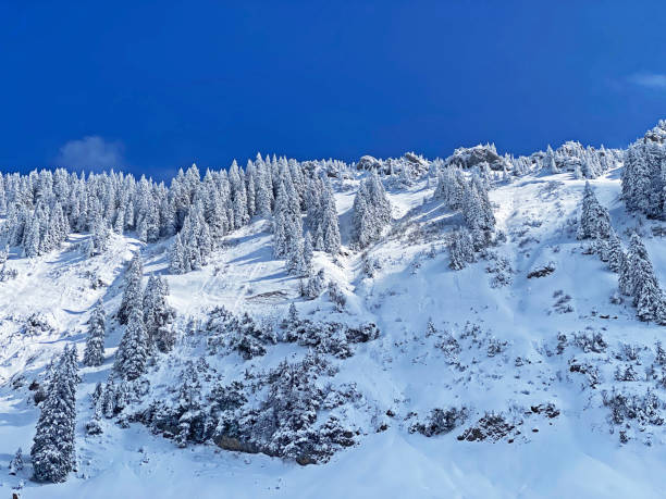 istock Fairytale icy winter atmosphere and snow-covered coniferous trees on mountain Schindlenberg in the Alpstein massif, Nesslau - Obertoggenburg region, Switzerland (Schweiz) 1483762778