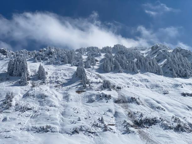 istock Fairytale icy winter atmosphere and snow-covered coniferous trees on mountain Schindlenberg in the Alpstein massif, Nesslau - Obertoggenburg region, Switzerland (Schweiz) 1483762779