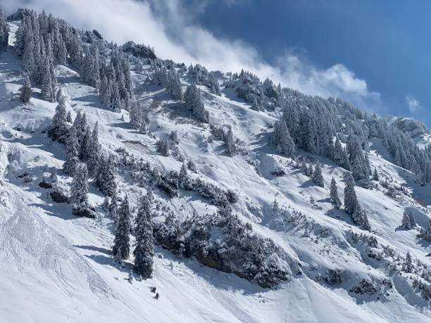 istock Fairytale icy winter atmosphere and snow-covered coniferous trees on mountain Schindlenberg in the Alpstein massif, Nesslau - Obertoggenburg region, Switzerland (Schweiz) 1483762806