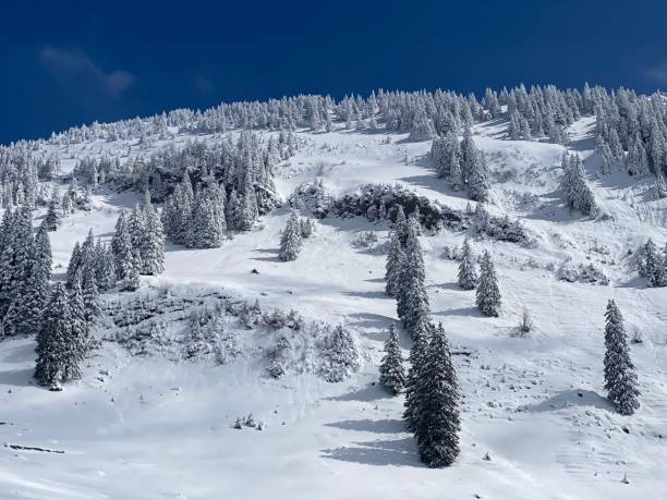 istock Fairytale icy winter atmosphere and snow-covered coniferous trees on mountain Schindlenberg in the Alpstein massif, Nesslau - Obertoggenburg region, Switzerland (Schweiz) 1483762808