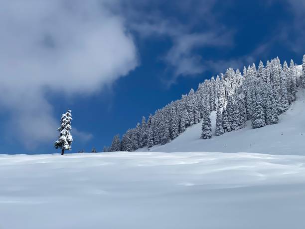 istock Fairytale icy winter atmosphere and snow-covered coniferous trees on mountain Schindlenberg in the Alpstein massif, Nesslau - Obertoggenburg region, Switzerland (Schweiz) 1483762821