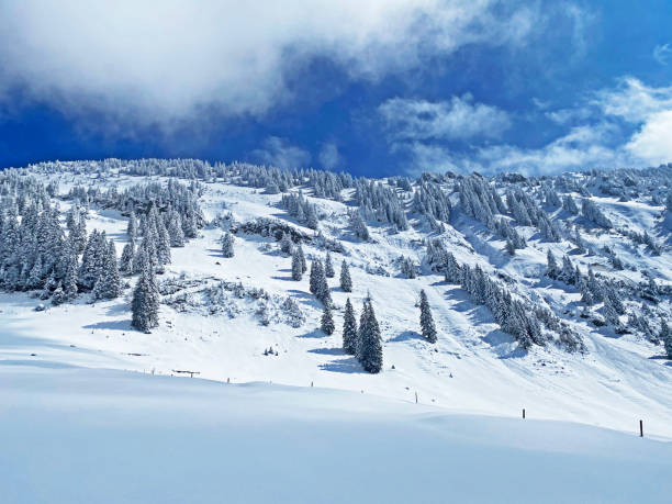 istock Fairytale icy winter atmosphere and snow-covered coniferous trees on mountain Schindlenberg in the Alpstein massif, Nesslau - Obertoggenburg region, Switzerland (Schweiz) 1483762823