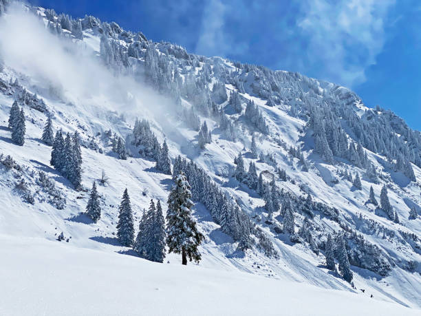 istock Fairytale icy winter atmosphere and snow-covered coniferous trees on mountain Schindlenberg in the Alpstein massif, Nesslau - Obertoggenburg region, Switzerland (Schweiz) 1483762846