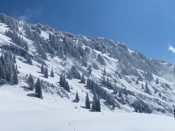 istock Fairytale icy winter atmosphere and snow-covered coniferous trees on mountain Schindlenberg in the Alpstein massif, Nesslau - Obertoggenburg region, Switzerland (Schweiz) 1483762878