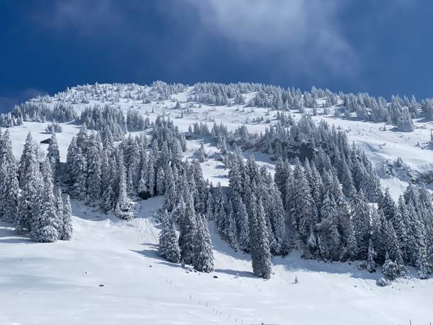 istock Fairytale icy winter atmosphere and snow-covered coniferous trees on mountain Schindlenberg in the Alpstein massif, Nesslau - Obertoggenburg region, Switzerland (Schweiz) 1483762879