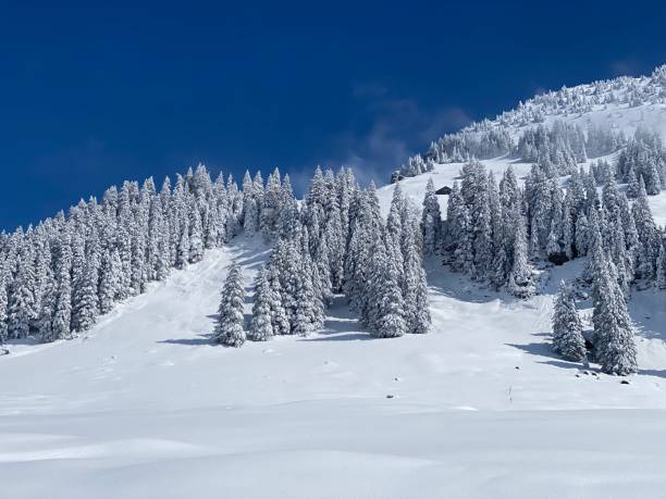 istock Fairytale icy winter atmosphere and snow-covered coniferous trees on mountain Schindlenberg in the Alpstein massif, Nesslau - Obertoggenburg region, Switzerland (Schweiz) 1483762881