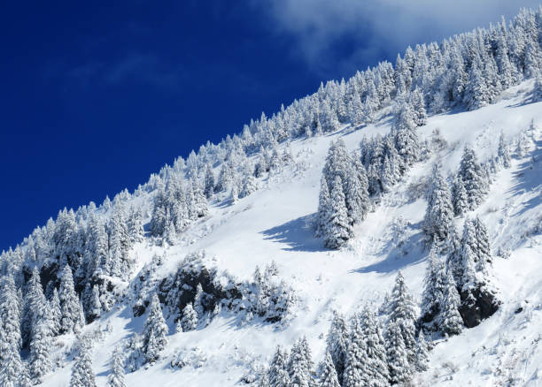 istock Fairytale icy winter atmosphere and snow-covered coniferous trees on mountain Schindlenberg in the Alpstein massif, Nesslau - Obertoggenburg region, Switzerland (Schweiz) 1483762987