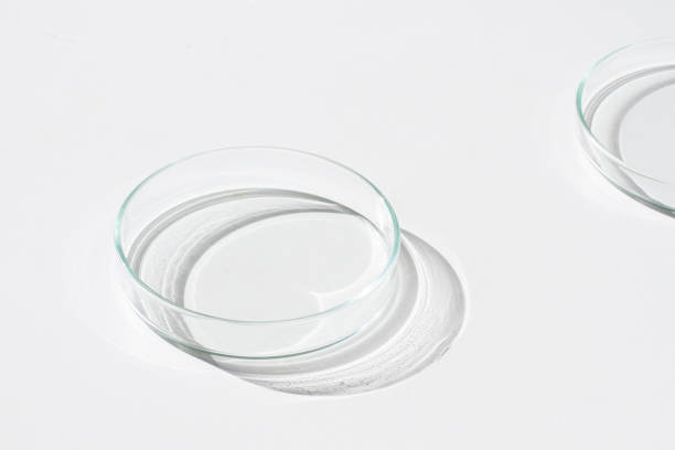 istock Empty Petri dish. On a white background. Bright sunlight. Deep shadows. Contrast. Laboratory. Petri dishes. 1483763070