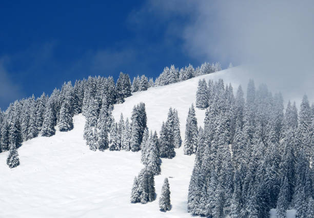 Snowy mountain with trees