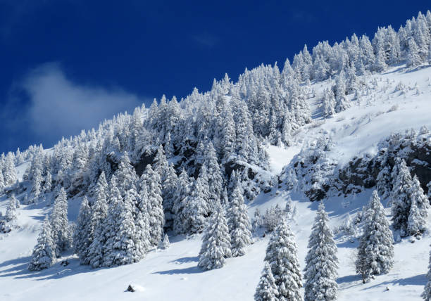 istock Fairytale icy winter atmosphere and snow-covered coniferous trees on mountain Schindlenberg in the Alpstein massif, Nesslau - Obertoggenburg region, Switzerland (Schweiz) 1483763224