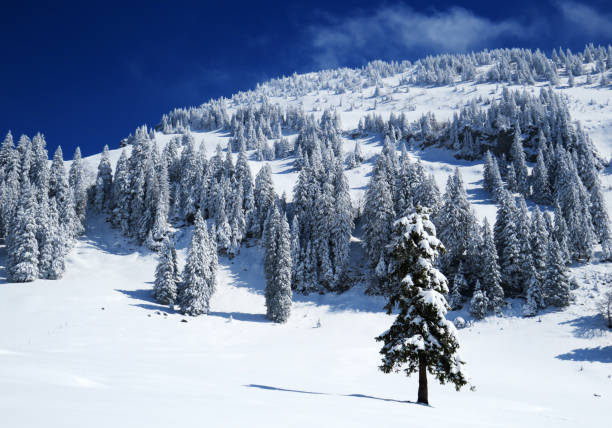 istock Fairytale icy winter atmosphere and snow-covered coniferous trees on mountain Schindlenberg in the Alpstein massif, Nesslau - Obertoggenburg region, Switzerland (Schweiz) 1483763274