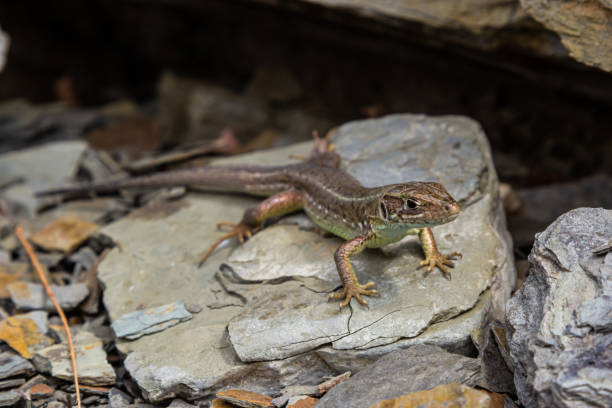 istock Lacerta agilis, sand lizard, on a sunny summer day 1483763864