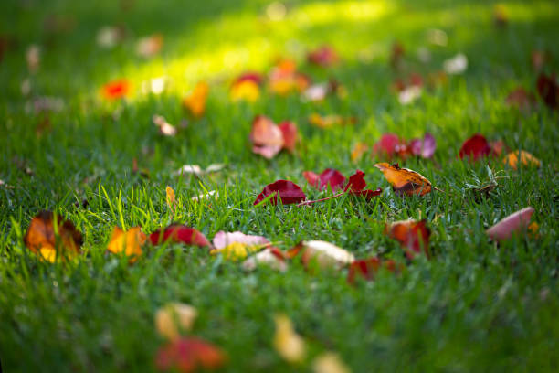 colourful fallen leaves on green grass in Adelaide, South Australia during the start of autumn