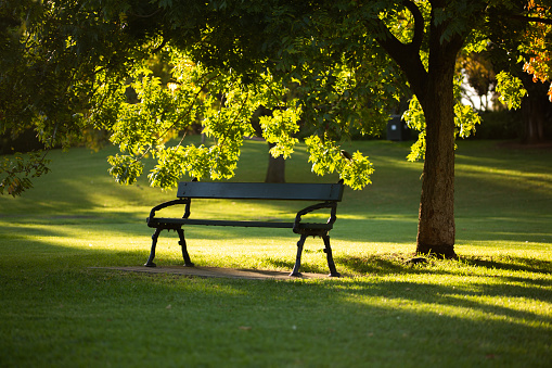 green bench under a tree during sunset golden hour