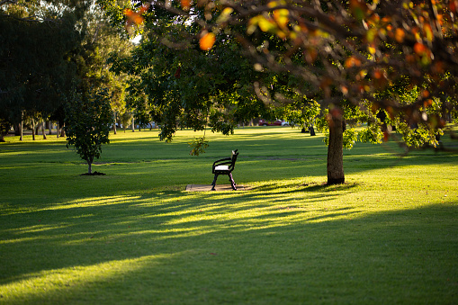 green bench under a tree during sunset golden hour