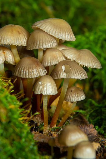 Clustered Bonnet Mycena inclinata growing on a mossy stump.