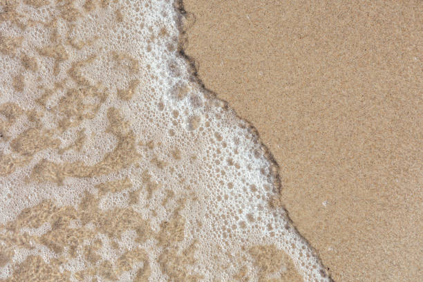 istock Sandy peregrine with sea foam with space for text. 1483770373