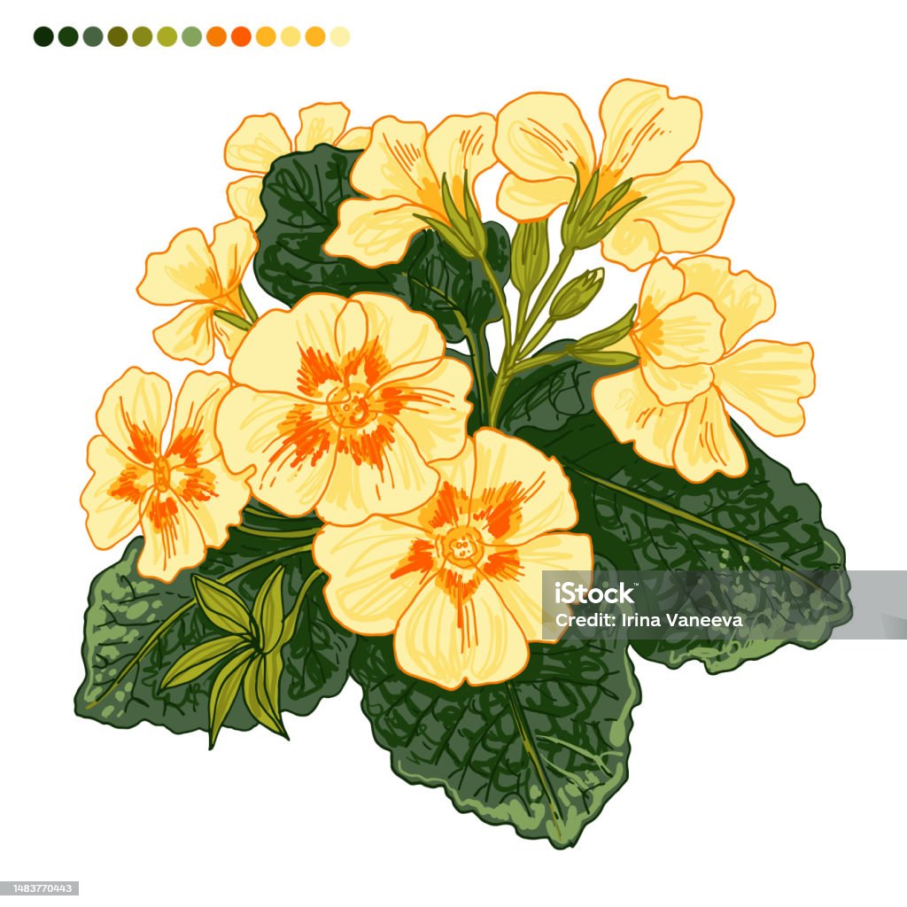Primrose Spring Flowers Color Drawing Vector Stock Illustration