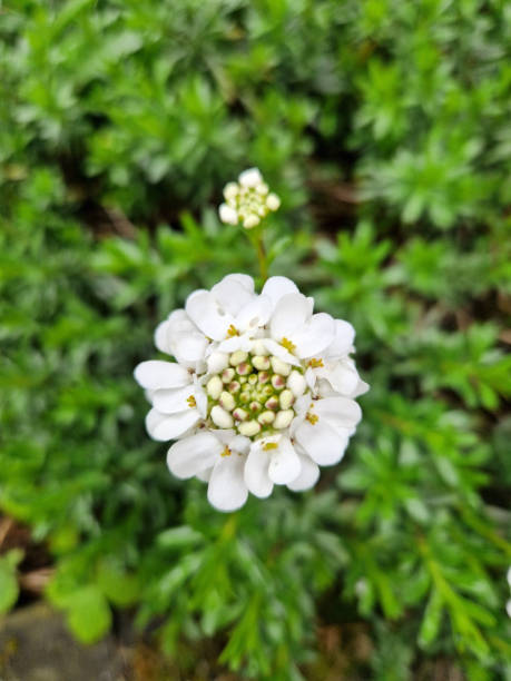istock Evergreen ribbon flower Iberis sempervirens in spring 1483771289