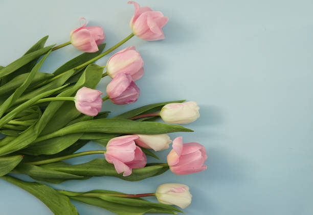 istock Pink tulips on a blue background. Bouquet. Overhead view 1483773513