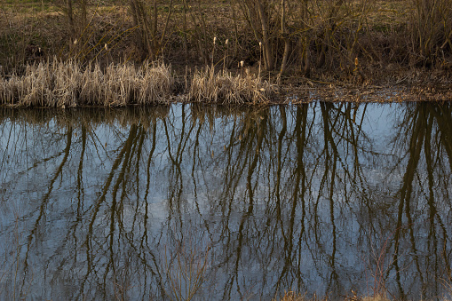 Reflection of trees in the mirror surface of the water of the lake of the city pond. Spring still life photo.