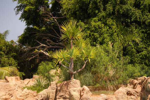 istock A tropical palm tree grows on a rock, a clear summer day, a travel concept. Tropical summer holiday vacation 1483774406
