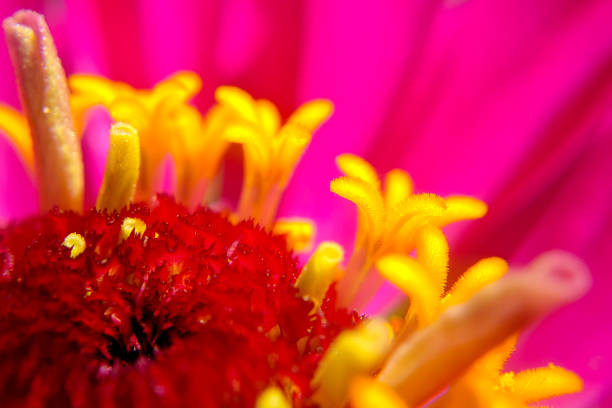 Blooming pink flower with yellow pollen, very enlarged macro image