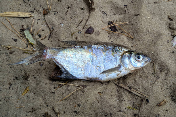 istock The fish died thrown on land without water 1483774445