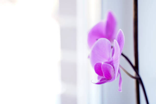 Orchid pink close-up on white background on window