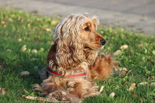 A female English Cocker Spaniel playing in the sunset