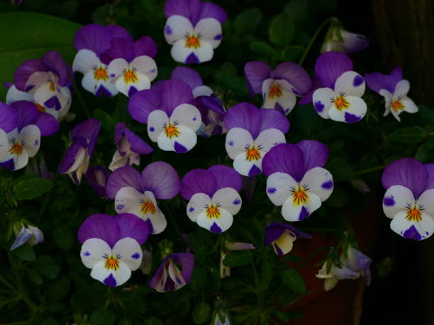 istock Pansies flowers 1483776460