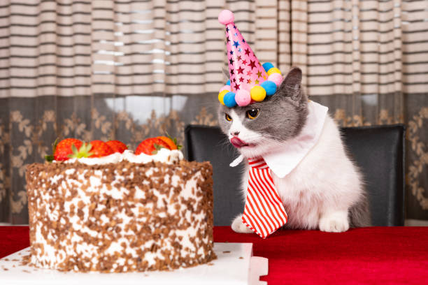 istock cute british shorthair cat celebrating her birthday horizontal composition 1483778154