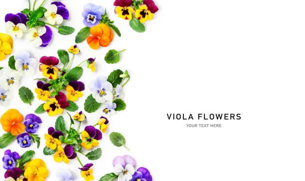 istock Spring viola pansy flowers frame border isolated on white background 1483778221