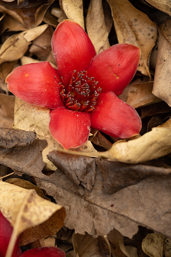 Bombax ceiba or red cotton on the ground