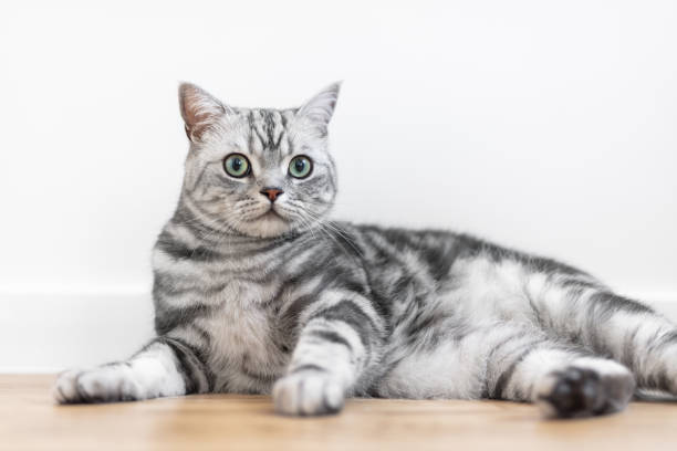 istock Kitten British shorthair silver tabby cat at home 1483780108
