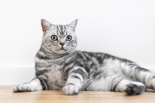 Portrait shot of a beautiful dragon li cat (  líhuā māo cat ) sitting on the floor with a white background. She' s a Chinese breed of domestic cat, and has a striped fur .