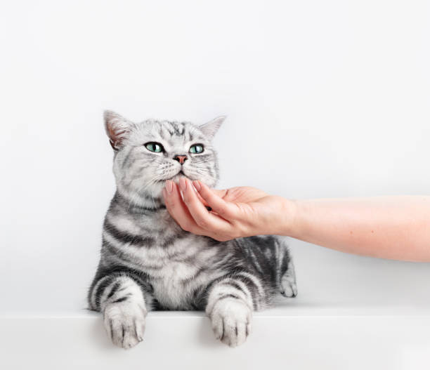 istock Stroking a kitten British shorthair silver tabby cat 1483780109
