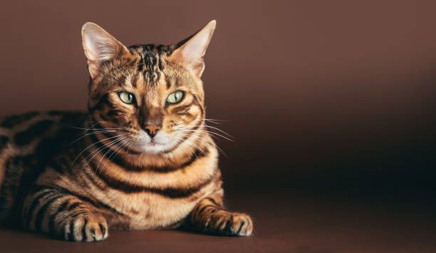istock Bengal cat portrait in studio. 1483780117