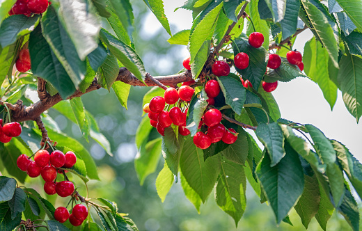 Close-Up Of Cherries Growing On Tree