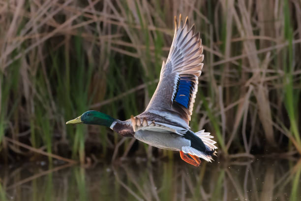 istock mallard duck flying over a pond in the morning light 1483781037
