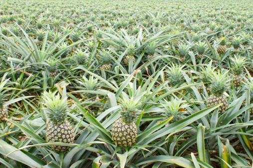 background of tropical pineapple fruit field in asia