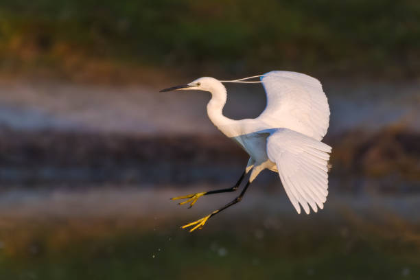 istock Little Egret flying over a pond in the morning light 1483781149