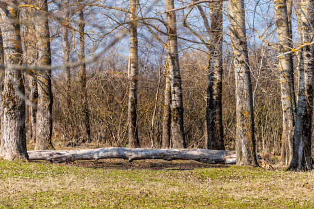 A fallen tree in the forest as a place for rest and picnic. Spring sketch.
