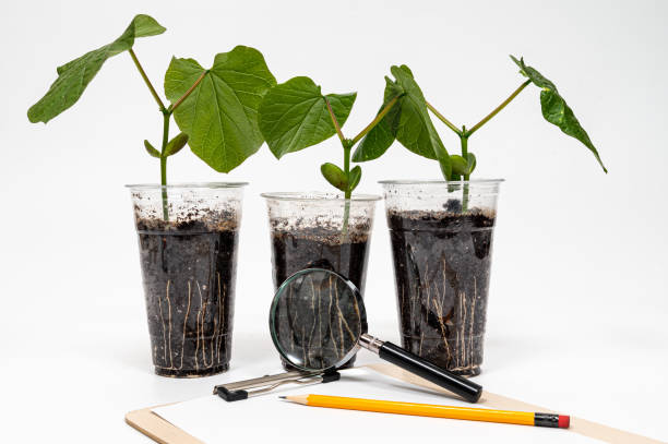 A plastic recycled cup with growing sword bean cotyledon, and a pencil and magnifying glass on a clipboard stock photo