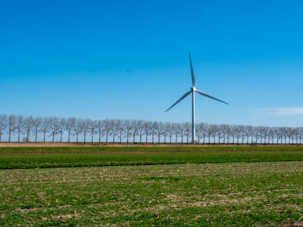 Road lined with trees and one wind turbine in Zeeland, The Netherlands