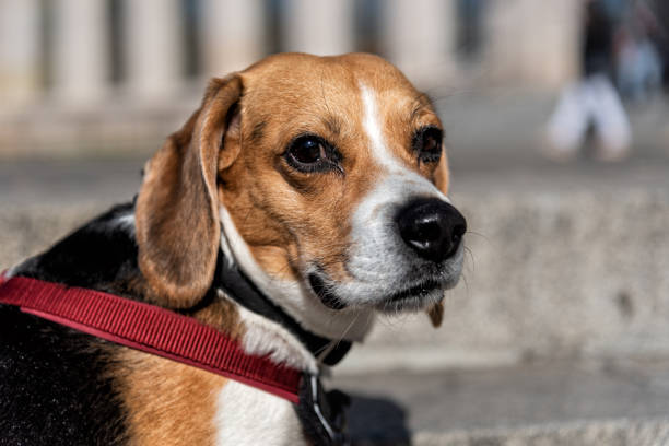 istock Beagle breed dog looking sideways at the camera 1483787738