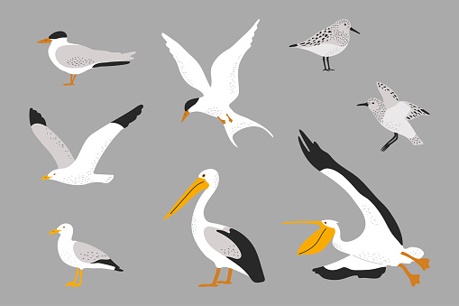 Hand drawn seabirds set. Seagull, pelican, tern and sandpiper illustration.