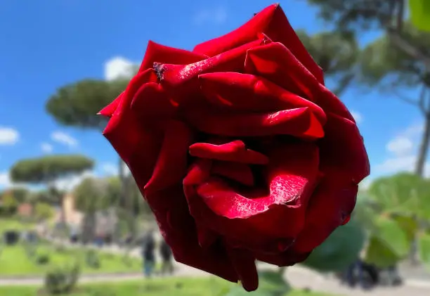 A stunning red rose stands out against the vibrant greenery of the garden, illuminated by the bright sunlight. Its delicate petals open up towards the blue sky, creating a scene of pure natural beauty.