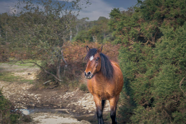 istock New Forest - A horse going out to pasture, posing for a photo 1483792254